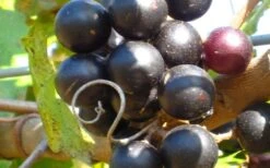 Lane Muscadine Grape Vine (Self Fertile) - 1 Gallon Pot 9 Lane Muscadine Grape Vine (Self Fertile) - 1 Gallon Pot -Wilson Bros Gardens 10133 lane muscadine