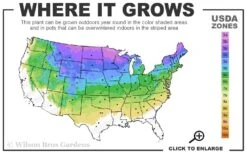 Little Gem Dwarf Norway Spruce Tree (Single Trunk) - 2 Gallon Pot -Wilson Bros Gardens 3A 8A 5