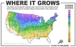 Wild Black Cherry Tree - 3 Pack Of 1.5 Quart Pots 14 Wild Black Cherry Tree - 3 Pack Of 1.5 Quart Pots -Wilson Bros Gardens 3a 8b 2