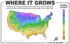 Blue Rug Juniper Tree Form Topiary - 3 Gallon Pot 8 Blue Rug Juniper Tree Form Topiary - 3 Gallon Pot -Wilson Bros Gardens 3a 9b 13