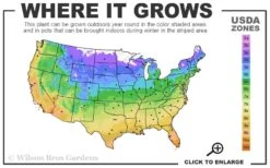 The Best Spearmint (Mentha Spicata 'Mint The Best)) - 6 Pack Of Pint Pots -Wilson Bros Gardens 4a 11 4
