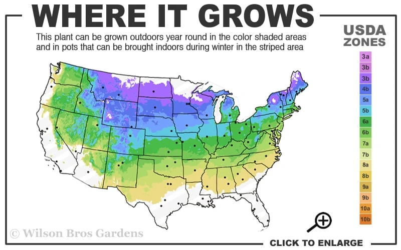 Illuminati Arch Mock Orange (Philadelphus Coronarius) - 3 Gallon Pot 5 Illuminati Arch Mock Orange (Philadelphus Coronarius) - 3 Gallon Pot - Image 3
