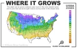 Blue Star Juniper - 2 Gallon Pot 9 Blue Star Juniper - 2 Gallon Pot -Wilson Bros Gardens 4a 8b 18