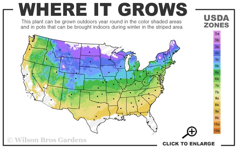 Snow Cloud Ginkgo Tree - 3 Gallon Pot 5 Snow Cloud Ginkgo Tree - 3 Gallon Pot - Image 3