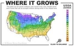 Silver Mound Artemisia - 1 Gallon Pot -Wilson Bros Gardens 4a 8b thumbnail