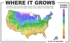 American Hazelnut (Filbert) - 1 Gallon Pot 13 American Hazelnut (Filbert) - 1 Gallon Pot -Wilson Bros Gardens 4a 9b 46