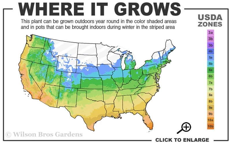 Green Shadow Sweetbay Magnolia Tree (Magnolia Virginiana) - 3 Gallon Pot (4-5') 5 Green Shadow Sweetbay Magnolia Tree (Magnolia Virginiana) - 3 Gallon Pot (4-5') - Image 3