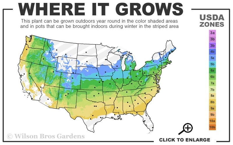 Dwarf English Boxwood Two-Ball Poodle Tier Topiary - 3 Gallon Pot 5 Dwarf English Boxwood Two-Ball Poodle Tier Topiary - 3 Gallon Pot - Image 3