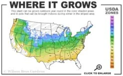 Fragrant Fountain Weeping Japanese Snowbell Tree - 5 Gallon Pot -Wilson Bros Gardens 5a 8b 20