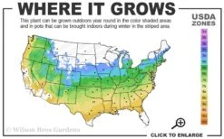 At Last Rose - 3 Gallon Pot 11 At Last Rose - 3 Gallon Pot -Wilson Bros Gardens 5a 9a 5