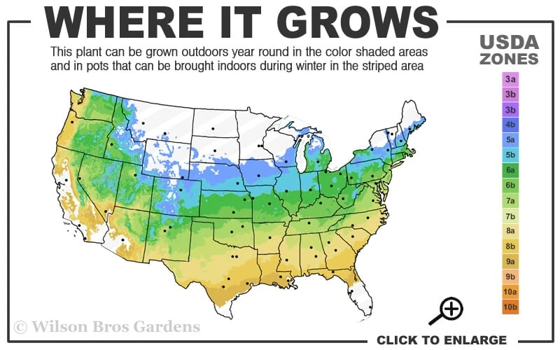 At Last Rose - 3 Gallon Pot 5 At Last Rose - 3 Gallon Pot - Image 3