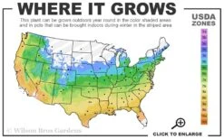 The Rising Sun Redbud Tree - 7 Gallon Pot (3-4') -Wilson Bros Gardens 5a 9b 20