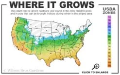 Creeping Lilyturf - Liriope Spicata - 18 Count Flat Of Pint Pots 9 Creeping Lilyturf - Liriope Spicata - 18 Count Flat Of Pint Pots -Wilson Bros Gardens 5b 11 4