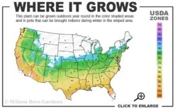 Graham Blandy Columnar Boxwood - 6 Pack Of 1 Gallon Pots 8 Graham Blandy Columnar Boxwood - 6 Pack Of 1 Gallon Pots -Wilson Bros Gardens 5b 9b