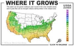 Summer Snow Gardenia - 3 Gallon Pot -Wilson Bros Gardens 6a 10a