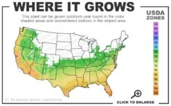 Black Diamond 'Purely Purple' Crape Myrtle Tree (Single Trunk) - 7 Gallon Pot 8 Black Diamond 'Purely Purple' Crape Myrtle Tree (Single Trunk) - 7 Gallon Pot -Wilson Bros Gardens 6a 10b 10