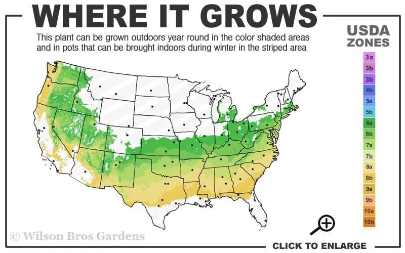 Variegated Boxwood (Buxus Sempervirens 'Aureovariegata') - 2 Gallon Pot - SALE 5 Variegated Boxwood (Buxus Sempervirens 'Aureovariegata') - 2 Gallon Pot - SALE - Image 3