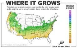 Schip Laurel (Prunus Laurocersasus 'Schipkaensis') - 5 Gallon Pot 10 Schip Laurel (Prunus Laurocersasus 'Schipkaensis') - 5 Gallon Pot -Wilson Bros Gardens 6a 8b 8