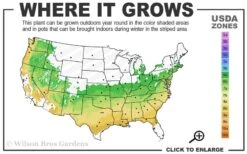 Taylor Pink Japanese Maple - 3 Gallon Pot -Wilson Bros Gardens 6a 9a 2