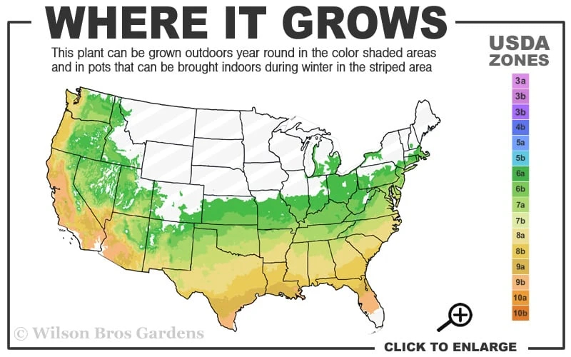Tokyo Tower Chinese Fringe Tree (Chionanthus Retusus) - 7 Gallon Pot (6-7') 5 Tokyo Tower Chinese Fringe Tree (Chionanthus Retusus) - 7 Gallon Pot (6-7') - Image 3