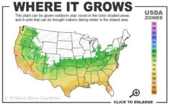 Edith Bogue Cold Hardy Evergreen Magnolia - 5 Gallon Pot 13 Edith Bogue Cold Hardy Evergreen Magnolia - 5 Gallon Pot -Wilson Bros Gardens 6a 9b 41
