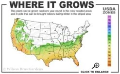 Blood Of China Fragrant Red Camellia Japonica - 3 Gallon Pot -Wilson Bros Gardens 6b 10b