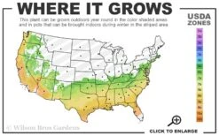 Snow Flurry Cold Hardy Camellia Hybrid - 3 Gallon Pot -Wilson Bros Gardens 6b 9b 2