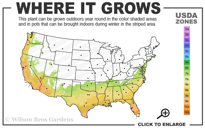 Winter Gold Edgeworthia Chrysantha - Paper Bush - 3 Gallon Pot 5 Winter Gold Edgeworthia Chrysantha - Paper Bush - 3 Gallon Pot - Image 3