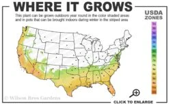 Edgeworthia Chrysantha Paper Bush - 7 Gallon Pot 17 Edgeworthia Chrysantha Paper Bush - 7 Gallon Pot -Wilson Bros Gardens 7a 10a 2