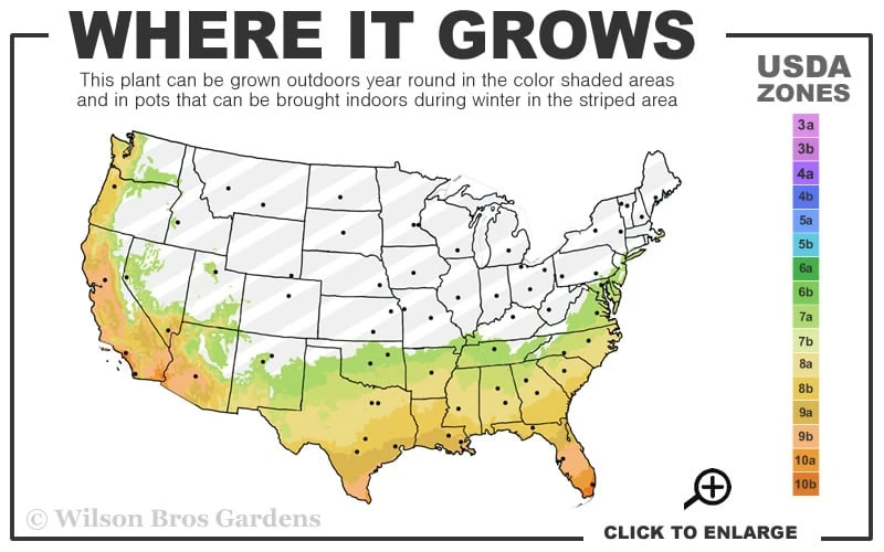 Goldcrest Monterey Lemon Cypress - 3-Ball Poodle Tier Topiary - 3 Gallon Pot 5 Goldcrest Monterey Lemon Cypress - 3-Ball Poodle Tier Topiary - 3 Gallon Pot - Image 3