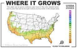 LSU Improved Celeste Fig Tree - 1 Gallon Pot 9 LSU Improved Celeste Fig Tree - 1 Gallon Pot -Wilson Bros Gardens 7a 10b 75