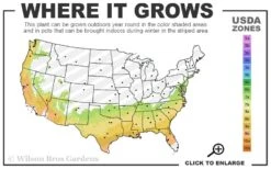 Goggy Camellia Japonica - 1 Gallon Pot -Wilson Bros Gardens 7a 9b 1