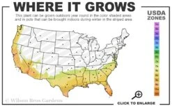 Fudingzhu Fragrant White Tea Olive (Osmanthus Fragrans) - 3 Gallon Pot 9 Fudingzhu Fragrant White Tea Olive (Osmanthus Fragrans) - 3 Gallon Pot -Wilson Bros Gardens 7b 10b 2