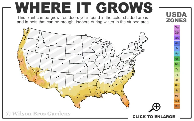 Woodard Rabbiteye Blueberry - 1 Gallon Pot 5 Woodard Rabbiteye Blueberry - 1 Gallon Pot - Image 3