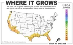 Lydia Tecoma - Esperanza - 1 Gallon Pot 9 Lydia Tecoma - Esperanza - 1 Gallon Pot -Wilson Bros Gardens 8b 11 1