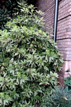 Pink Frost Florida Anise - Illicium Floridanum - 1 Gallon Pot 12 Pink Frost Florida Anise - Illicium Floridanum - 1 Gallon Pot -Wilson Bros Gardens Anise Pink Frost 12