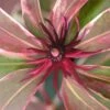 Pink Frost Florida Anise - Illicium Floridanum - 1 Gallon Pot 2 Pink Frost Florida Anise - Illicium Floridanum - 1 Gallon Pot -Wilson Bros Gardens Anise Pink Frost 19
