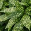 Gold Dust Aucuba (Japanese Laurel) - 1 Gallon Pot -Wilson Bros Gardens Aucuba Gold Dust 16