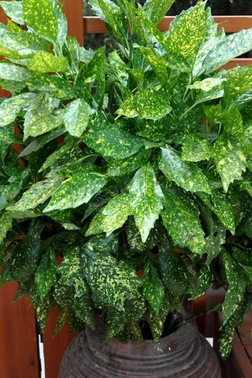 Gold Dust Aucuba (Japanese Laurel) - 1 Gallon Pot 7 Gold Dust Aucuba (Japanese Laurel) - 1 Gallon Pot - Image 5