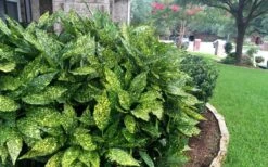 Gold Dust Aucuba (Japanese Laurel) - 1 Gallon Pot 13 Gold Dust Aucuba (Japanese Laurel) - 1 Gallon Pot -Wilson Bros Gardens Aucuba Gold Dust 18