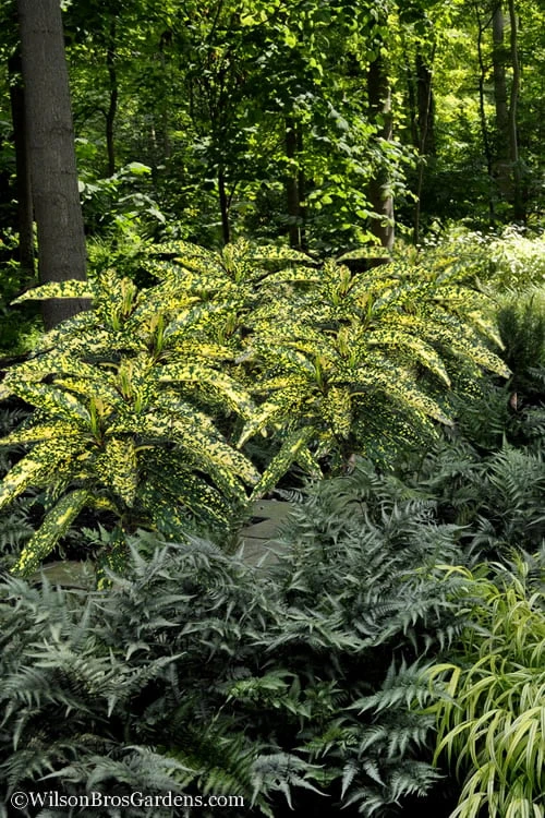 Hosoba Hoshifu Variegated Aucuba (Japanese Laurel) - 1 Gallon Pot 7 Hosoba Hoshifu Variegated Aucuba (Japanese Laurel) - 1 Gallon Pot - Image 5
