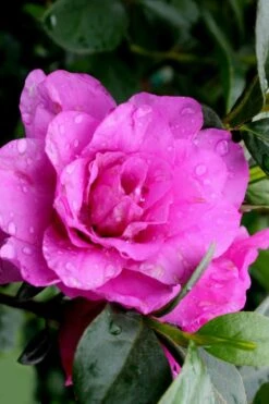 Amelia Rose Azalea - 3 Gallon Pot 10 Amelia Rose Azalea - 3 Gallon Pot -Wilson Bros Gardens Azalea Amelia Rose 3