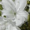Delaware Valley White Azalea - 1 Gallon Pot 1 Delaware Valley White Azalea - 1 Gallon Pot -Wilson Bros Gardens Azalea Delaware Valley White 500x750 1