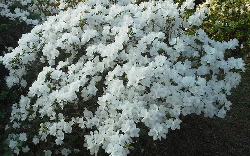 Delaware Valley White Azalea - 1 Gallon Pot 8 Delaware Valley White Azalea - 1 Gallon Pot - Image 6