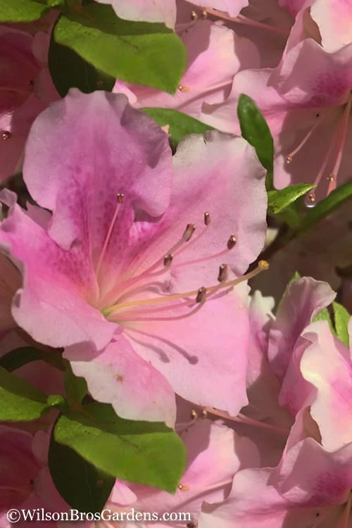 Autumn Sweetheart Encore Azalea - 1 Gallon Pot 3 Autumn Sweetheart Encore Azalea - 1 Gallon Pot