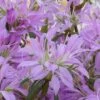 Koromo Shikibu Purple Spider Azalea - 1 Gallon Pot -Wilson Bros Gardens Azalea Koromo Shikibu 1 1