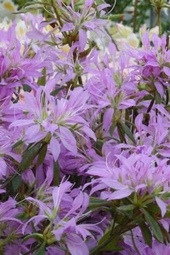 Koromo Shikibu Purple Spider Azalea - 3 Gallon Pot -Wilson Bros Gardens Azalea Koromo Shikibu 2