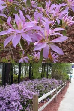 Koromo Shikibu Purple Spider Azalea - 3 Gallon Pot -Wilson Bros Gardens Azalea Koromo Shikibu 9