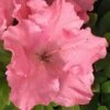 Gumpo Pink Dwarf Azalea - 1 Gallon Pot -Wilson Bros Gardens Azalea Pink Gumpo 500x750 1