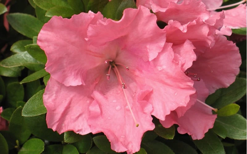 Gumpo Pink Dwarf Azalea - 1 Gallon Pot 6 Gumpo Pink Dwarf Azalea - 1 Gallon Pot - Image 4